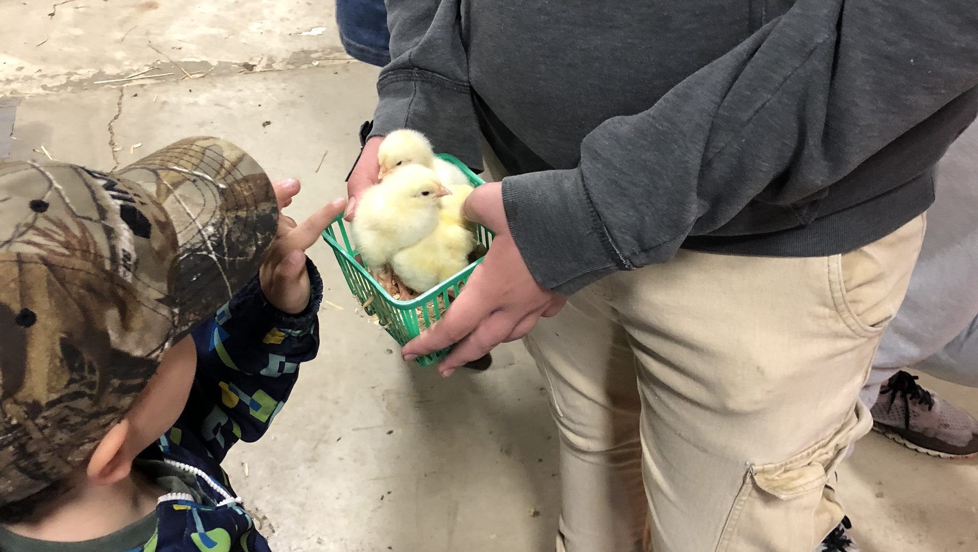 Petting a chick