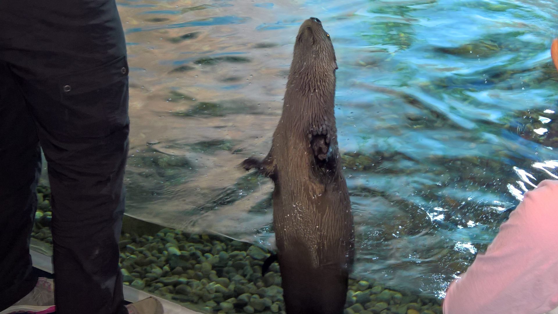 Otter Feeding