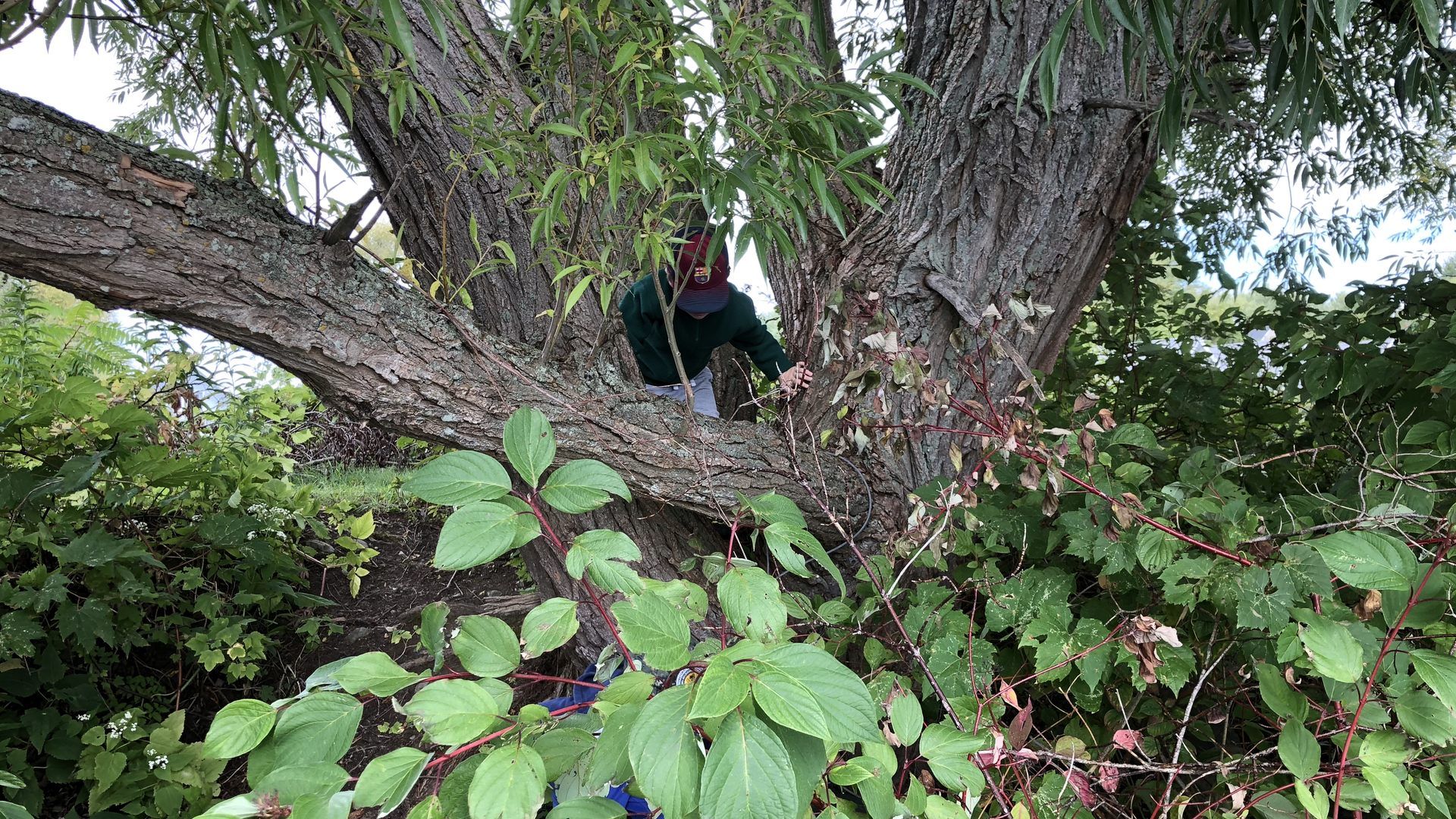 Climbing a tree in search of a geocache