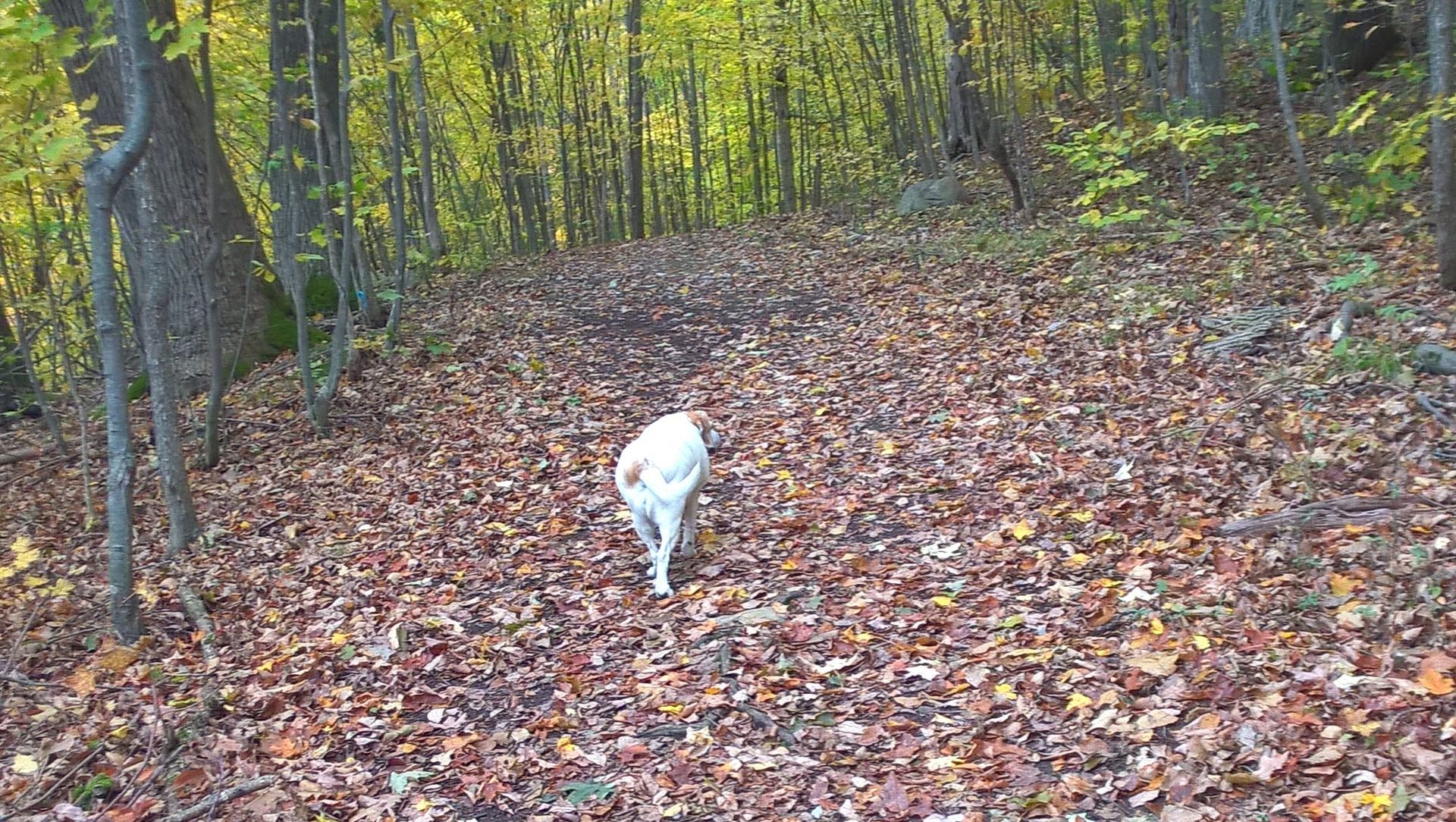 Dog on the trail