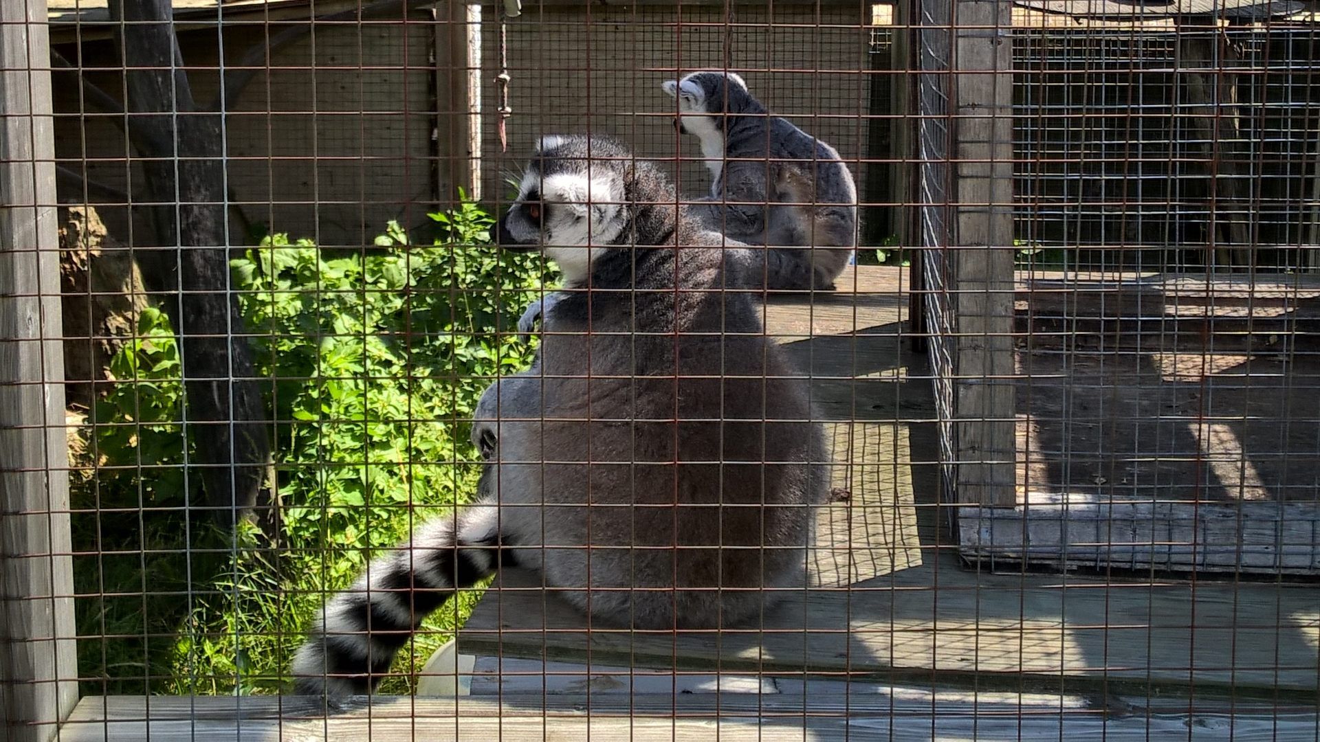 Lemurs